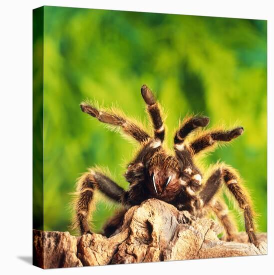 Tarantula, Bird-Eating Spider-Andy Teare-Premier Image Canvas