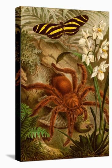 Tarantula - Bird Eating Spider-F.W. Kuhnert-Stretched Canvas