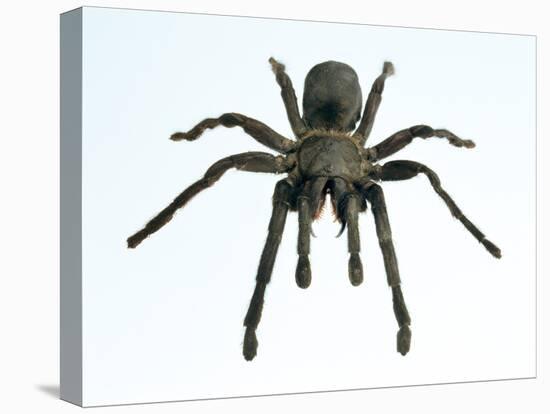 Tarantula-Lawrence Lawry-Premier Image Canvas