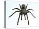 Tarantula-Lawrence Lawry-Premier Image Canvas