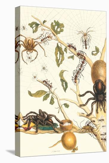 Tarantulas and Army Ants-Maria Sibylla Merian-Stretched Canvas