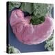 Tardigrade, SEM-Steve Gschmeissner-Premier Image Canvas