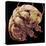 Tardigrade, SEM-Steve Gschmeissner-Premier Image Canvas