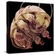 Tardigrade, SEM-Steve Gschmeissner-Premier Image Canvas