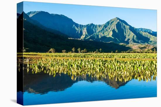 Taro fields, Hanalei Valley, Kauai, Hawaii, USA-Mark A Johnson-Premier Image Canvas