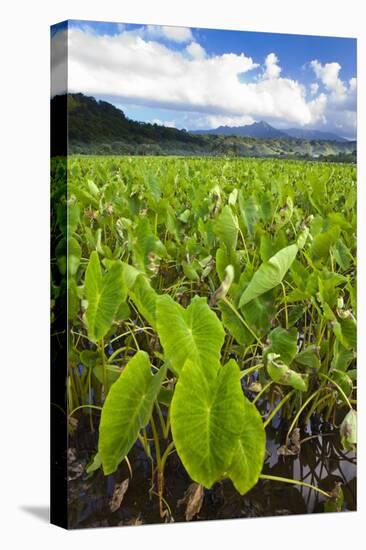 Taro Plant Fields-Terry Eggers-Premier Image Canvas