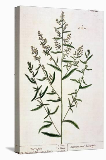 Tarragon, Plate 116 from "A Curious Herbal," Published 1782-Elizabeth Blackwell-Premier Image Canvas