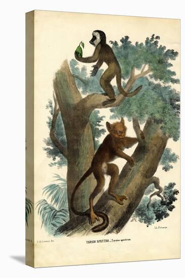 Tarsier, 1863-79-Raimundo Petraroja-Premier Image Canvas