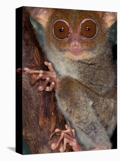 Tarsier, Philippines-Art Wolfe-Premier Image Canvas