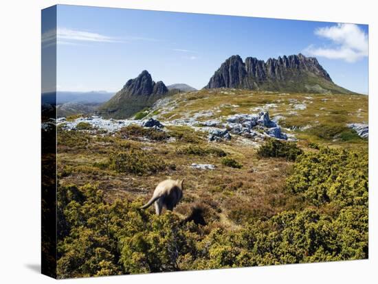 Tasmania, Peaks of Cradle Mountain and Wallaby Running Through Bush on Overland Track, Australia-Christian Kober-Premier Image Canvas