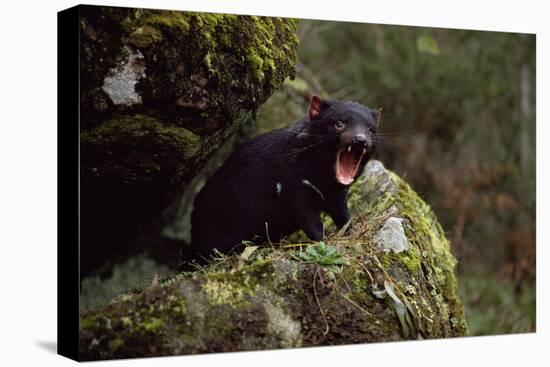Tasmanian Devil Calling (Sarcophilus Harrisii) Tasmania Australia-John Cancalosi-Premier Image Canvas
