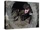 Tasmanian Devil, Sarcophilus Harrisii, Medium Close-Up-Thonig-Premier Image Canvas
