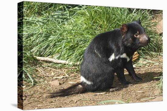 Tasmanian Devil-Tony Camacho-Premier Image Canvas