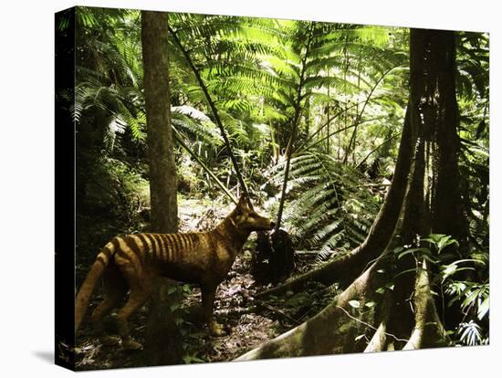 Tasmanian Wolf In Forest-Christian Darkin-Premier Image Canvas