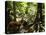 Tasmanian Wolf In Forest-Christian Darkin-Premier Image Canvas