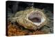 Tasseled Wobbegong Shark (Eucrossorhinus Dasypogon) Yawning-Alex Mustard-Premier Image Canvas