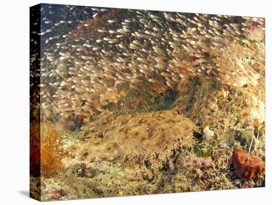 Tasselled Wobbegong in School of Golden Sweepers, Indonesia-Michele Westmorland-Premier Image Canvas