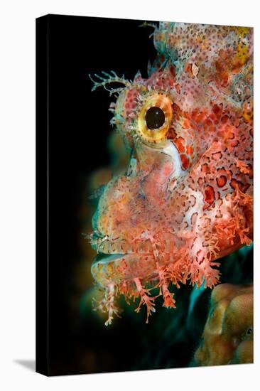 Tassled scorpionfish, Indonesia-Magnus Lundgren-Premier Image Canvas