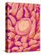 Taste bud cell and tongue filiform papillae of a rabbit magnified x300-Micro Discovery-Premier Image Canvas