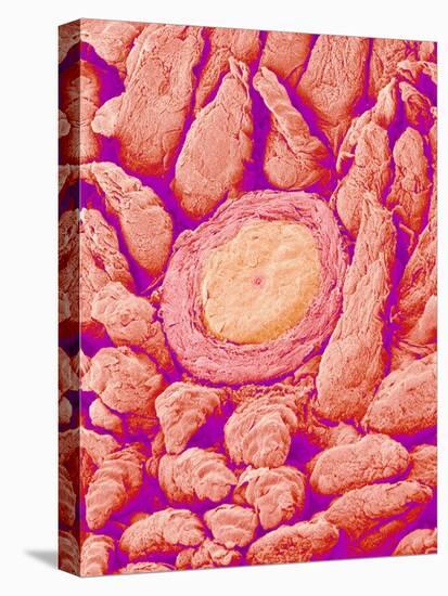 Taste bud cell and tongue filiform papillae of a rabbit magnified x300-Micro Discovery-Premier Image Canvas