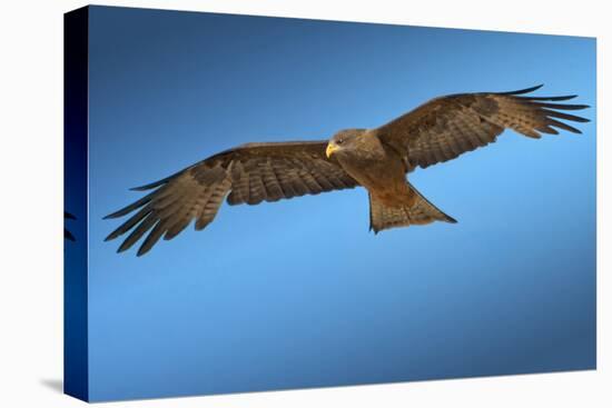 Tawny Eagle Flying, Filling Frame-Sheila Haddad-Premier Image Canvas