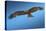 Tawny Eagle Flying, Filling Frame-Sheila Haddad-Premier Image Canvas