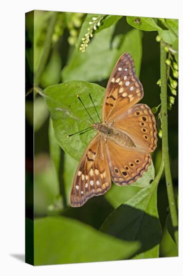 Tawny Emperor (Asterocampa clyton) sunning-Larry Ditto-Premier Image Canvas