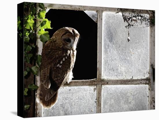 Tawny Owl in Barn Window-null-Premier Image Canvas