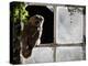 Tawny Owl in Barn Window-null-Premier Image Canvas