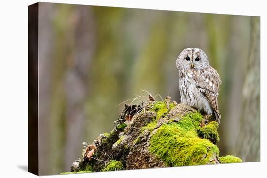 Tawny Owl in the Wood-Stanislav Duben-Premier Image Canvas