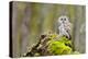Tawny Owl in the Wood-Stanislav Duben-Premier Image Canvas