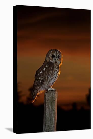 Tawny Owl on Post at Sunset-null-Premier Image Canvas