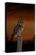 Tawny Owl on Post at Sunset-null-Premier Image Canvas