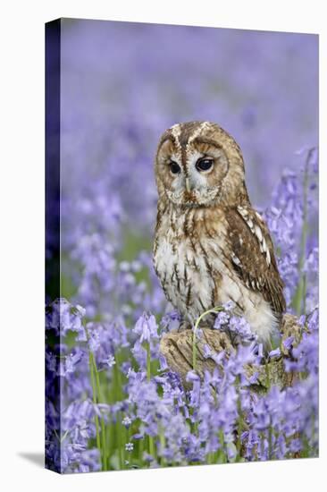 Tawny Owl on Tree Stump in Bluebell Wood-null-Premier Image Canvas