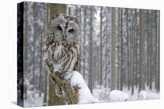 Tawny Owl Snow Covered in Snowfall during Winter, Snowy Forest in Background, Nature Habitat-Ondrej Prosicky-Premier Image Canvas