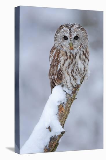 Tawny Owl Snow Covered in Snowfall during Winter. Wildlife Scene from Nature. Snow Cover Tree with-Ondrej Prosicky-Premier Image Canvas