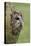 Tawny owl (Strix aluco), captive, Cumbria, England, United Kingdom, Europe-Ann and Steve Toon-Premier Image Canvas