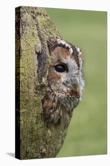 Tawny owl (Strix aluco), captive, Cumbria, England, United Kingdom, Europe-Ann and Steve Toon-Premier Image Canvas