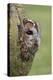 Tawny owl (Strix aluco), captive, Cumbria, England, United Kingdom, Europe-Ann and Steve Toon-Premier Image Canvas