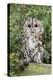 Tawny Owl (Strix Aluco), Captive, United Kingdom, Europe-Ann and Steve Toon-Premier Image Canvas