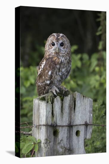 Tawny owl (Strix aluco), captive, United Kingdom, Europe-Ann and Steve Toon-Premier Image Canvas