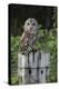 Tawny owl (Strix aluco), captive, United Kingdom, Europe-Ann and Steve Toon-Premier Image Canvas