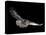 Tawny Owl (Strix Aluco) in Flight. Captive. UK-null-Premier Image Canvas