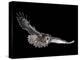 Tawny Owl (Strix Aluco) in Flight. Captive. UK-null-Premier Image Canvas