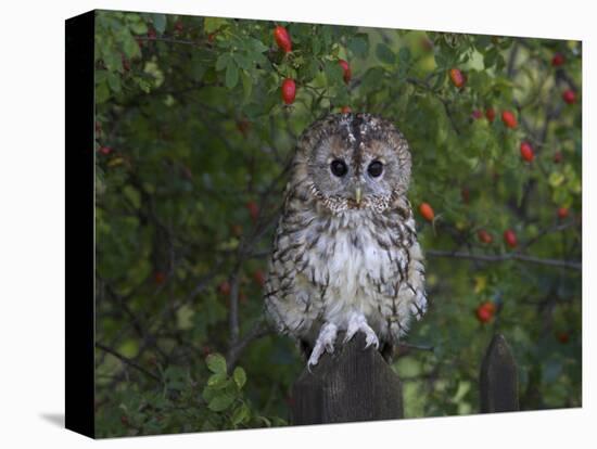 Tawny Owl (Strix Aluco), on Gate with Rosehips, Captive, Cumbria, England, United Kingdom-Steve & Ann Toon-Premier Image Canvas