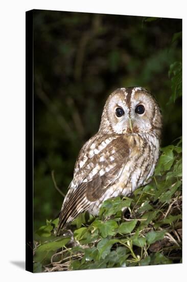 Tawny Owl-Colin Varndell-Premier Image Canvas