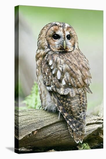 Tawny Owl-Linda Wright-Premier Image Canvas