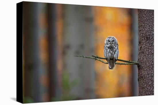 Tawny Owl-Milan Zygmunt-Premier Image Canvas
