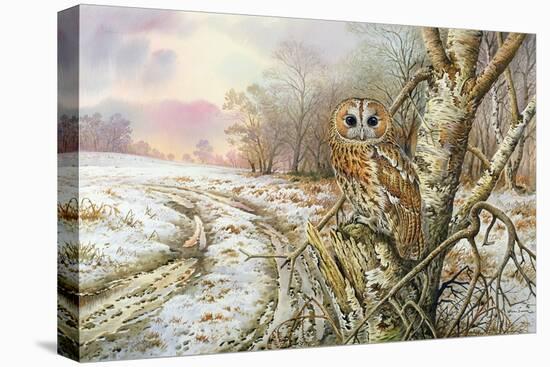 Tawny Owl-Carl Donner-Premier Image Canvas