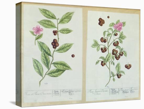 Tea and China Tea, Plate from 'Herbarium Blackwellianum' Published 1757 in Nuremberg, Germany-Elizabeth Blackwell-Premier Image Canvas